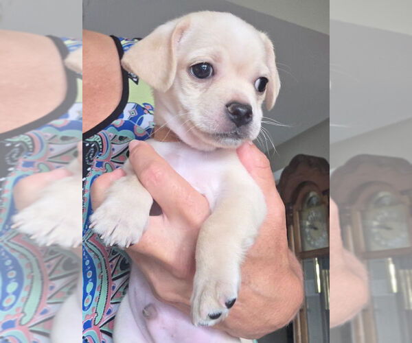 Medium Photo #1 Pug-Unknown Mix Puppy For Sale in Lake Forest, CA, USA