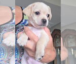 Small Pug Mix