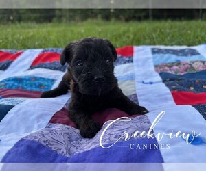 Medium Schnoodle (Miniature)
