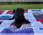 Puppy Clara Schnoodle (Miniature)