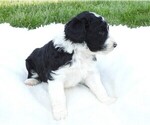 Small Photo #5 Bordoodle Puppy For Sale in CARLISLE, KY, USA