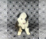 Small Photo #65 Australian Shepherd Puppy For Sale in SALISBURY, NC, USA