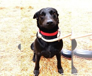 Jack Russell Terrier-Labrador Retriever Mix Dogs for adoption in Rowayton, CT, USA