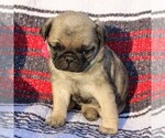Small Photo #5 Pug Puppy For Sale in CHARLOTTE HALL, MD, USA