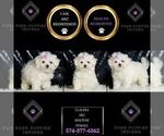 Small #2 Maltese