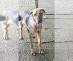 Small Photo #2 Catahoula Leopard Dog-Unknown Mix Puppy For Sale in Seattle, WA, USA