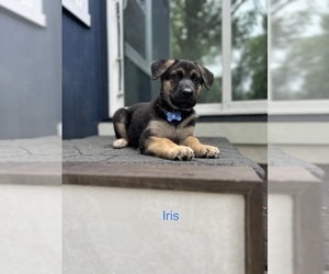 German Shepherd Dog Puppy for sale in ROELAND PARK, KS, USA