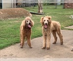 Small Photo #1 Goldendoodle-Poodle (Standard) Mix Puppy For Sale in EDMOND, OK, USA