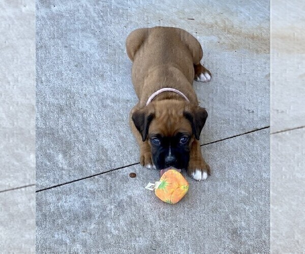 Medium Photo #3 Boxer Puppy For Sale in COWETA, OK, USA