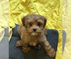 Cavapoo Puppy for sale in DURHAM, NC, USA