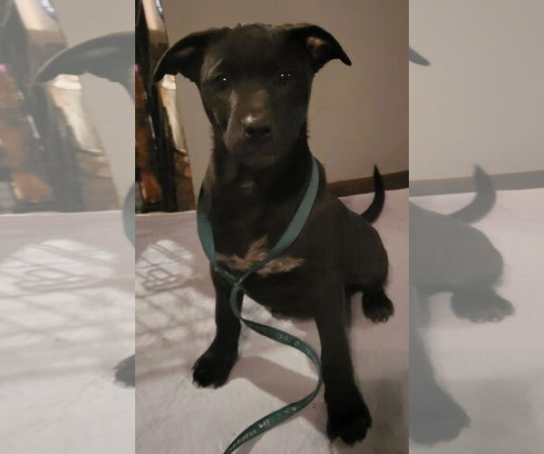 Medium Photo #19 American Pit Bull Terrier-Unknown Mix Puppy For Sale in Germantown, OH, USA