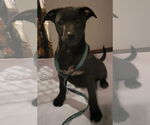 Small #18 American Pit Bull Terrier Mix