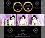 Small #7 Cavapoo (Miniature)