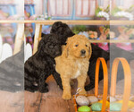 Small Photo #8 Goldendoodle Puppy For Sale in VALENCIA, CA, USA