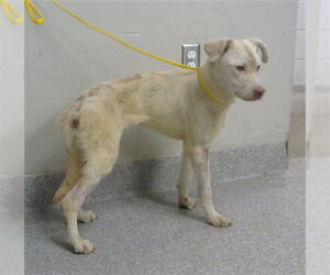 Labrador Retriever-Unknown Mix Dogs for adoption in Pasadena, TX, USA