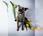 Small Photo #51 Dutch Shepherd -Plott Hound Mix Puppy For Sale in McKinney, TX, USA