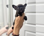 Small Photo #17 French Bulldog Puppy For Sale in LAVEEN, AZ, USA