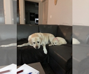 English Cream Golden Retriever Puppy for sale in F M, FL, USA