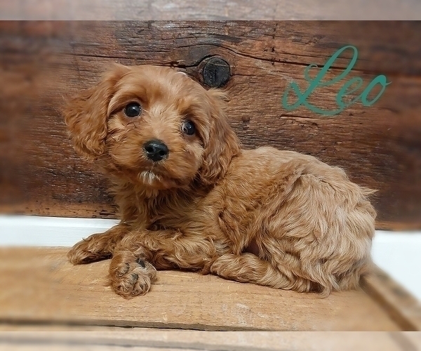 Medium Photo #1 Cavapoo Puppy For Sale in LEBANON, PA, USA