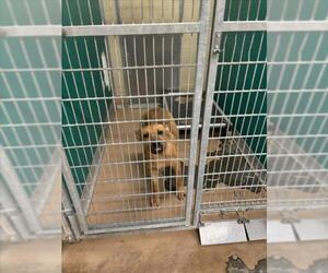 Black Mouth Cur-Unknown Mix Dogs for adoption in Texas City, TX, USA