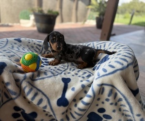 Dachshund Puppy for sale in WEBSTER, FL, USA