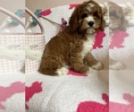 Small Photo #6 Cavapoo Puppy For Sale in SYLMAR, CA, USA