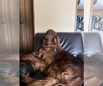 Small #8 Irish Setter