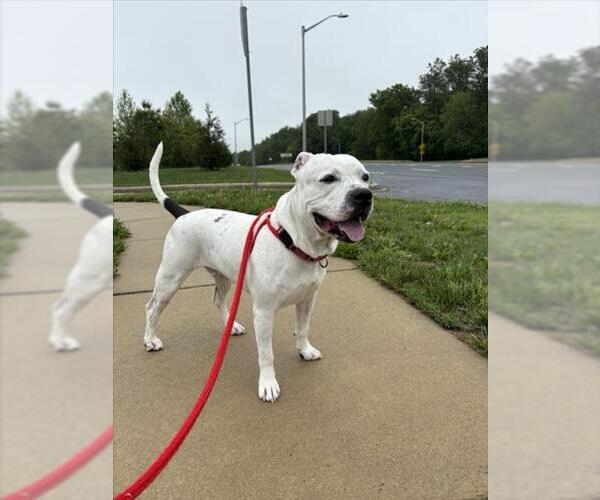 Medium Photo #3 American Pit Bull Terrier Puppy For Sale in Derwood, MD, USA
