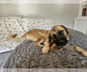 Anatolian Shepherd-Unknown Mix Dogs for adoption in Thomasville, NC, USA