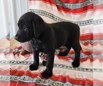 Small Photo #84 Labrador Retriever Puppy For Sale in MERIDEN, KS, USA