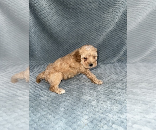 Medium Photo #38 Cavapoo mix (+ Poodle Miniature) Puppy For Sale in MUNFORDVILLE, KY, USA