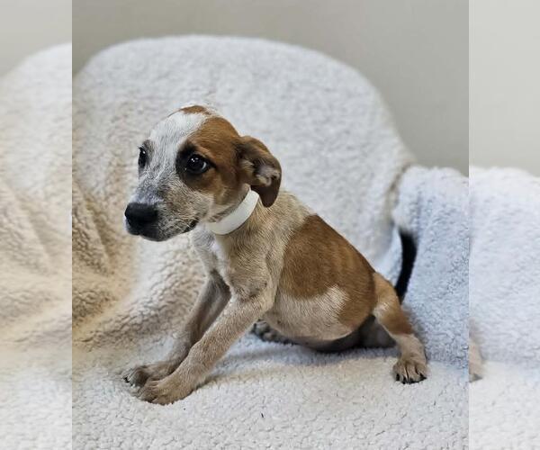 Medium Photo #7 Black Mouth Cur-Unknown Mix Puppy For Sale in Rockwall, TX, USA