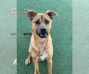 Labrador Retriever-Unknown Mix Dogs for adoption in Fayetteville, NC, USA