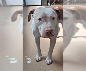 Mutt Dogs for adoption in Chula Vista, CA, USA