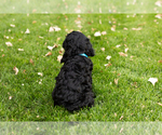 Small Photo #6 Cocker Spaniel-Poodle (Miniature) Mix Puppy For Sale in NAPPANEE, IN, USA