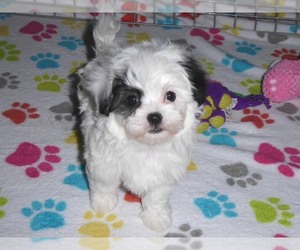 Maltipoo Puppy for sale in ORO VALLEY, AZ, USA