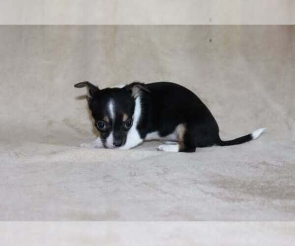 Medium Photo #16 Chihuahua Puppy For Sale in HUDSONVILLE, MI, USA