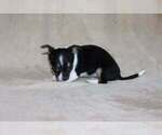 Small Photo #16 Chihuahua Puppy For Sale in HUDSONVILLE, MI, USA
