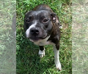 Mother of the American Staffordshire Terrier puppies born on 12/03/2025