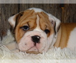 Small Photo #16 English Bulldog Puppy For Sale in VERONA, MO, USA