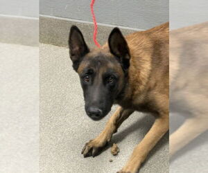 German Shepherd Dog-Unknown Mix Dogs for adoption in Las Vegas, NV, USA