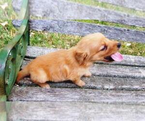 Golden Retriever Puppy for sale in LEON, KS, USA