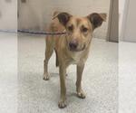A432746 - Female Labrador Retriever Dog for Adoption - Small photo
