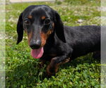 Small #6 Dachshund