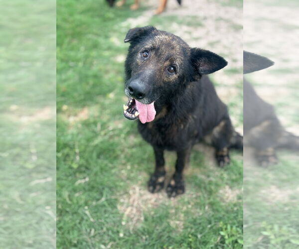 Medium Photo #1 German Shepherd Dog-Unknown Mix Puppy For Sale in McKinney, TX, USA