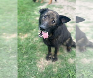German Shepherd Dog-Unknown Mix Dogs for adoption in McKinney, TX, USA