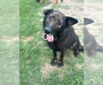 Small German Shepherd Dog Mix