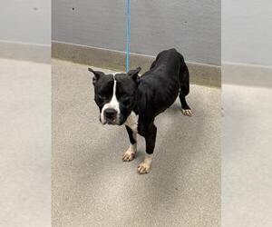 Mutt Dogs for adoption in Las Vegas, NV, USA