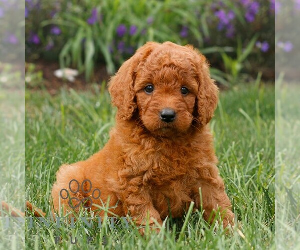 Medium Photo #3 Miniature Labradoodle Puppy For Sale in GORDONVILLE, PA, USA