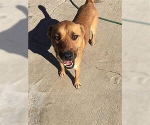 Bianca - Female Black Mouth Cur-Boxer Mix Dog for Adoption - Photo #2